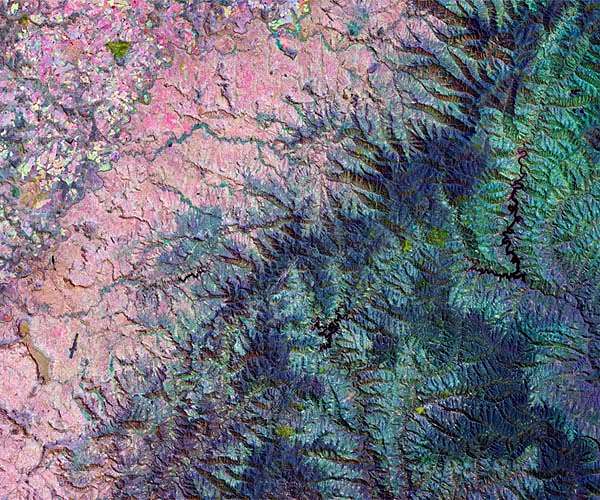 Climate, collectors blamed for S.Africa's succulents decline