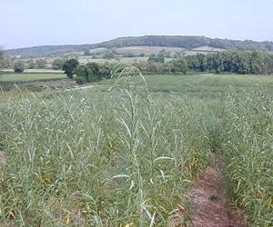 Short Rotation Energy Crops Could Help Meet UK's Renewable Energy Targets