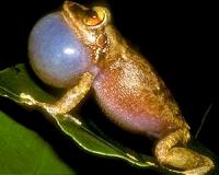 Climate change a likely culprit in coqui frog's altered calls