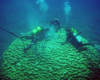 Ancient Coral Reef Tells The History Of Kenyan Soil Erosion