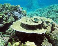 Coral colonies more genetically diverse than assumed
