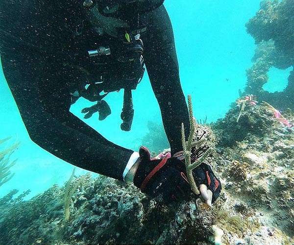 New study uses satellites and field studies to improve coral reef restoration