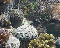 Sun screen lotion threatens coral: study