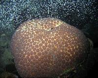 More coral babies staying at home on future reefs