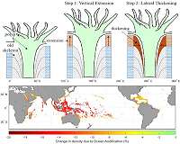 Ocean acidification is disrupting marine ecosystems, study shows