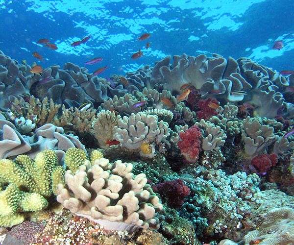 Long look at Hawaiian corals suggests reasons for optimism amid warming seas, ocean acidification