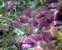 CORAL Mission to Raise Reef Studies to New Level