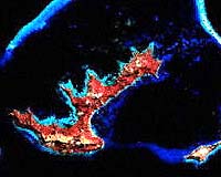 Corals Stage Dramatic Comeback Four Years After Tsunami
