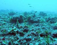 Oceans On The Precipice Of Mass Extinctions And Rise Of Slime