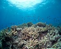 Cool deep-water protects coral reefs against heat stress