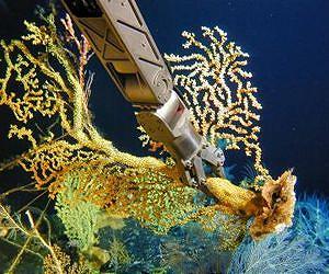 Deep-sea corals record dramatic long-term shift in Pacific Ocean ecosystem