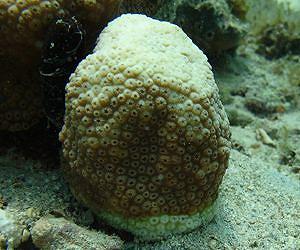 Viruses associated with coral epidemic of white plague