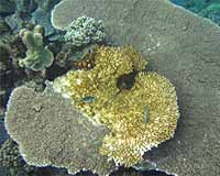 New Window Opens On The Secret Life Of Microbes