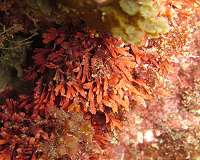 Coral 'helper' stays robust under ocean acidification