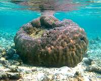 Hardy corals make their moves to build new reefs from scratch