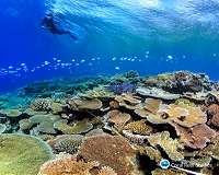 Coral reefs near equator less affected by ocean warming