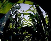 Crop achilles' heel costs farmers 10 percent of potential yield