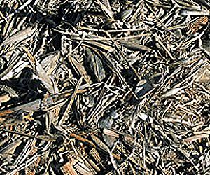 Corn Cobs Eyed for Bioenergy Production