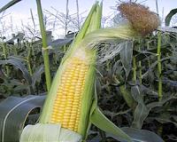 Smaller corn size means more energy for pigs, lower costs for producers