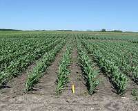 Scientists debunk potential link to crop cold tolerance