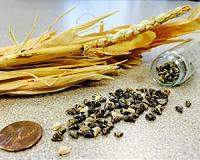 How a kernel got naked and corn became king