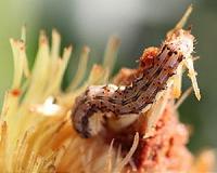 Clemson scientists stopping small insects from doing big damage to corn