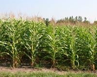 UN chief calls for sharp hike in world farm output