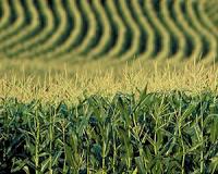 Ancient bones point to shifting grassland species as climate changes