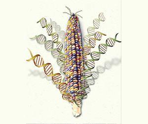 Editing the genome with high precision