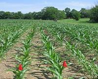 Agricultural ammonia emissions disrupt earth's delicate nitrogen balance
