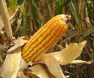 Bioluminescent technology for easy tracking of GMO