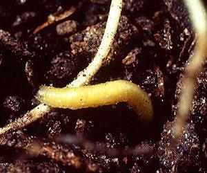 Benefits of Bt corn go beyond rootworm resistance