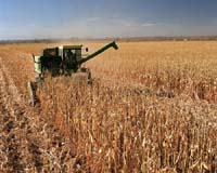 The Future Of Biofuels Is Not In Corn