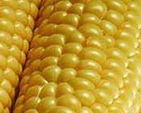 Canadian groups dispute green light for GM corn