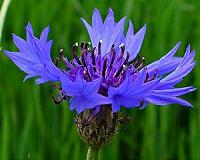 Trade in invasive plants is blossoming
