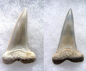 Jaws: Four Million BC
