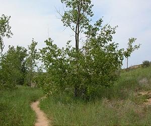 Rebuilding Flood Plains, Agriculture, Economy