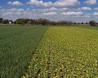 Crop diversity can help fight climate change, new study shows