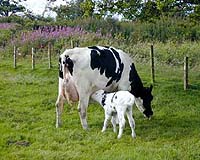 Poland sticking to planned GMO livestock fodder ban: ministry