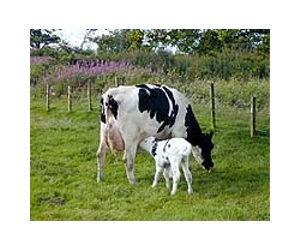 World veterinary agency to probe link meat-climate link