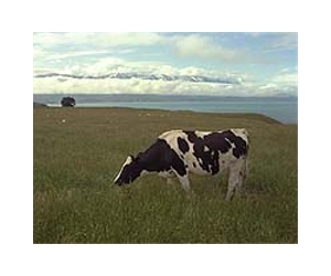 Brazil fears mad cow case will force cut in beef prices