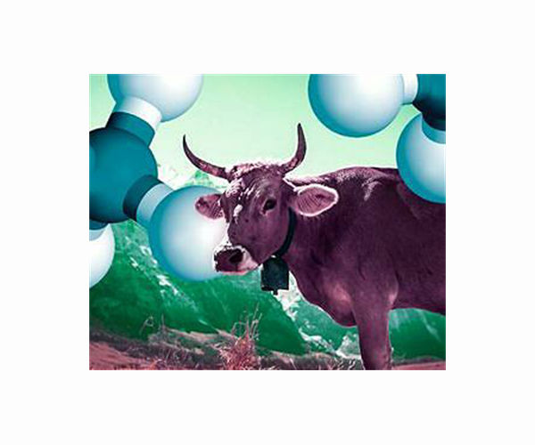 Dutch cow farmers face tough climate choices