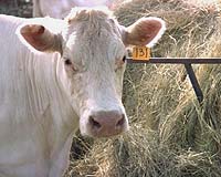 Antibiotic Resistance In Plague