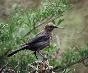 Fossil Bird Study Describes Ripple Effect Of Extinction In Animal Kingdom