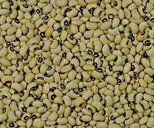Ancient crop in new spotlight
