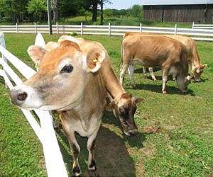 Methane gas from cows - the proof is in the poo