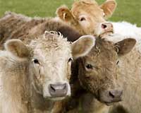 Livestock industry fuelling destruction of Amazonia: Greenpeace