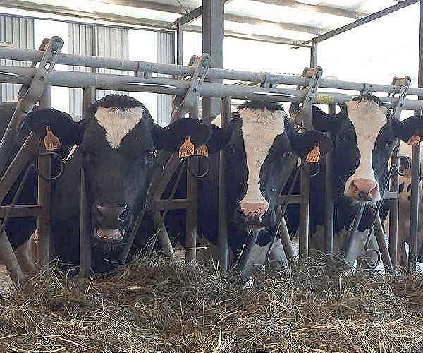 Beijing 'regrets' EU's WTO challenge against Chinese dairy probe