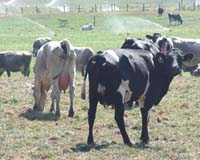 Cow-Powered Fuel Cells Grow Smaller And Mightier