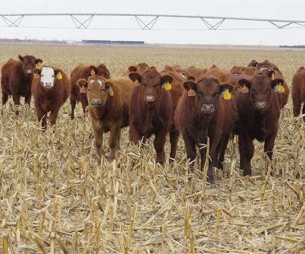 For animals, inbreeding isn't all that bad, new research shows